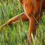 Detail Image - roe deer legs - art by Geoff Taylor