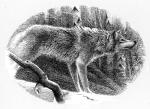 Wolf Bane (17) - art by Geoff Taylor