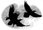 Ravens Flying Overhead, from Wolf Brother by Michelle Paver - art by Geoff Taylor